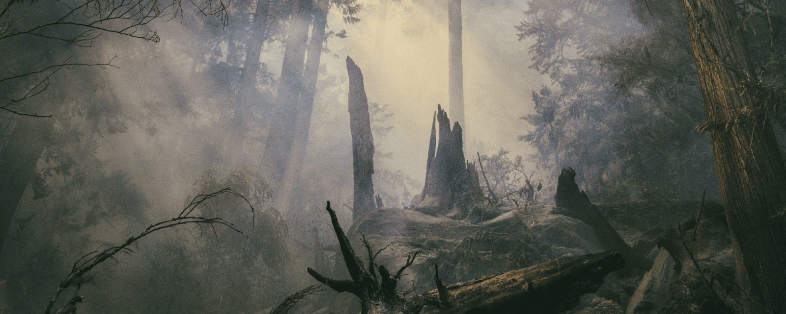 will banner